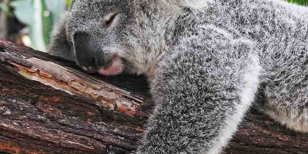Koala knuffelen tijdens de Oostkust Wander Groepsreis