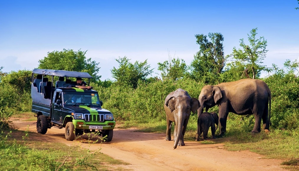Bezoek de olifanten in het Udawalawe National Park tijdens de Sri Lanka Experience Groepsreis
