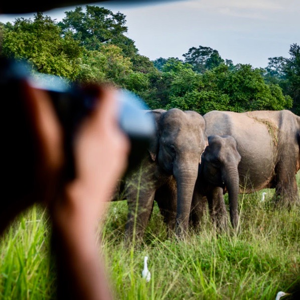 Foto's maken van wilde olifanten tijdens de Sri Lanka Adventure Groepsreis
