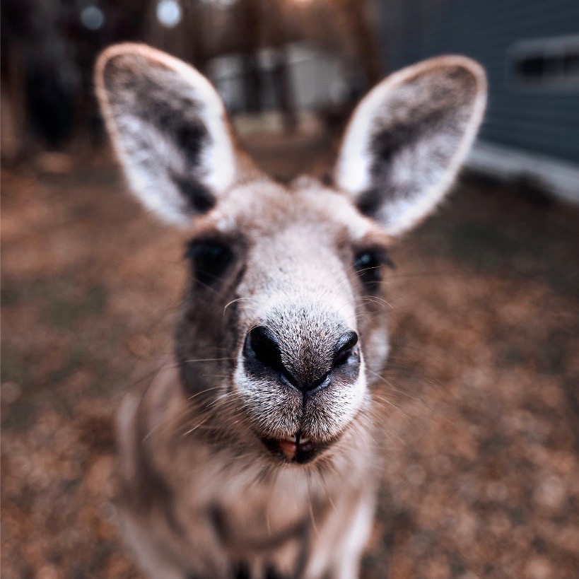 Kangoeroes spotten op Kangaroo Island in Australië