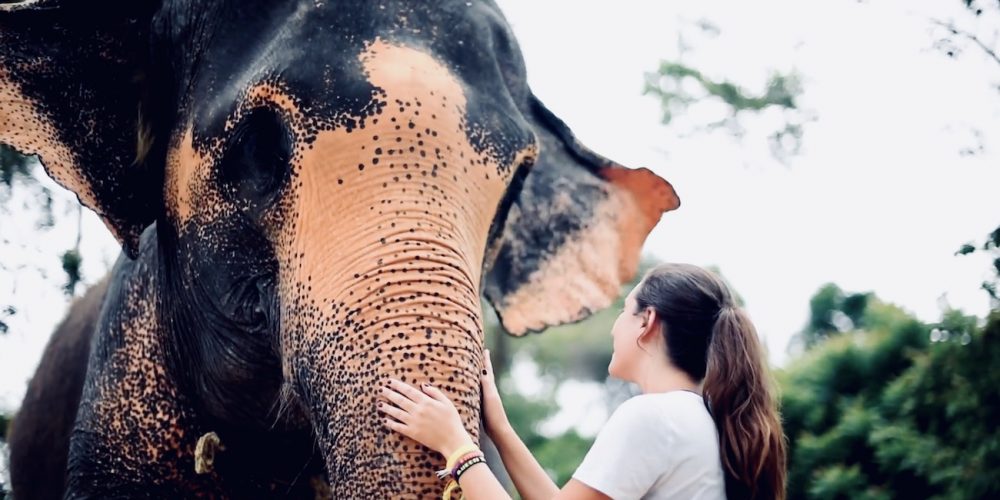 Ontmoet olifanten in Thailand tijdens de Thailand Premium Groepsreis