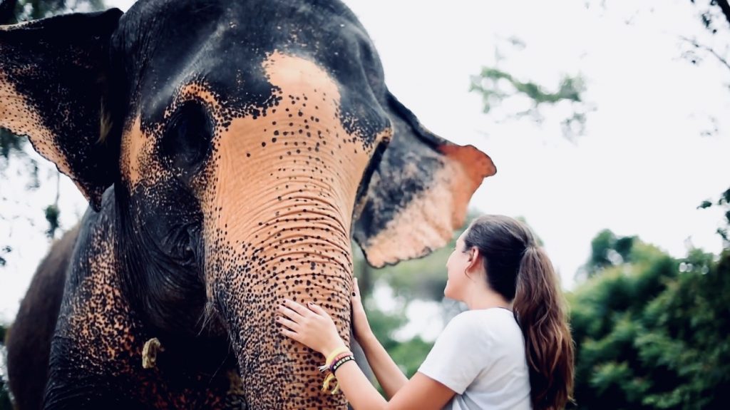 Ontmoet olifanten in Thailand tijdens de Thailand Premium Groepsreis Ontmoet olifanten in Thailand tijdens de Thailand Premium Groepsreis