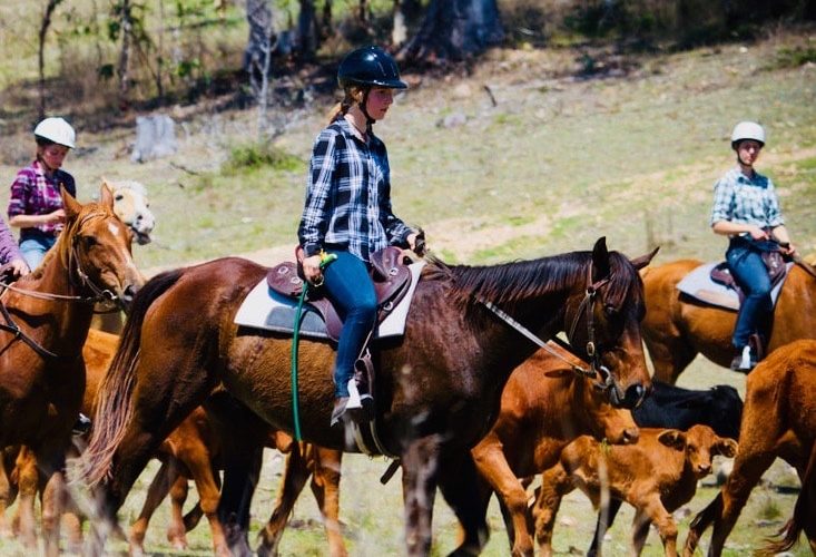 Werken met paarden op een boerderij in Australie