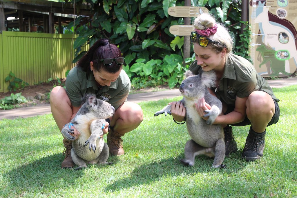 Tijdens je tussenjaar in Australie vrijwilligerswerk doen met koala's