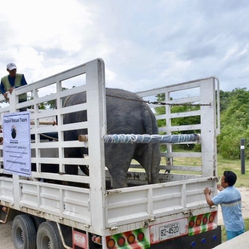 Olifanten worden gered in Thailand