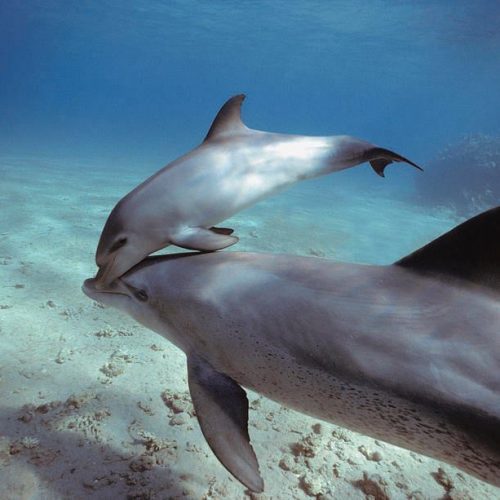 Baby dolfijnen bij de moeder in Zanzibar