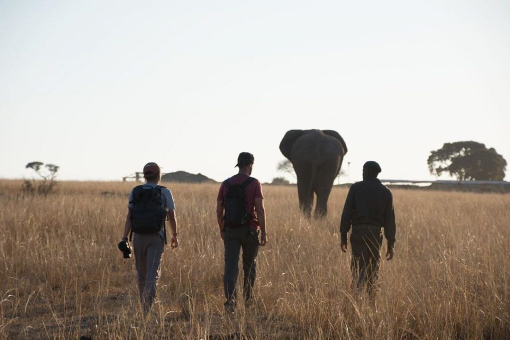 Bouw als vrijwilliger een band op met de olifanten Bouw als vrijwilliger een band op met de olifanten