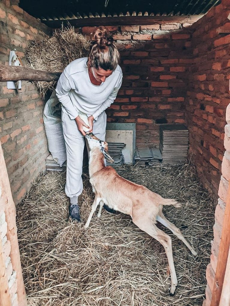 Dieren voeren in Zimbabwe Dieren voeren in Zimbabwe