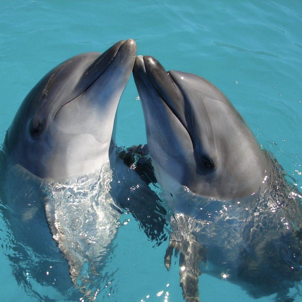 Dolfijnen vrijwilligerswerk in Afrika Zanzibar