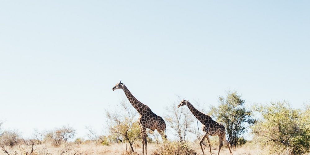 Giraffen in het Kruger National Park van Zuid-Afrika