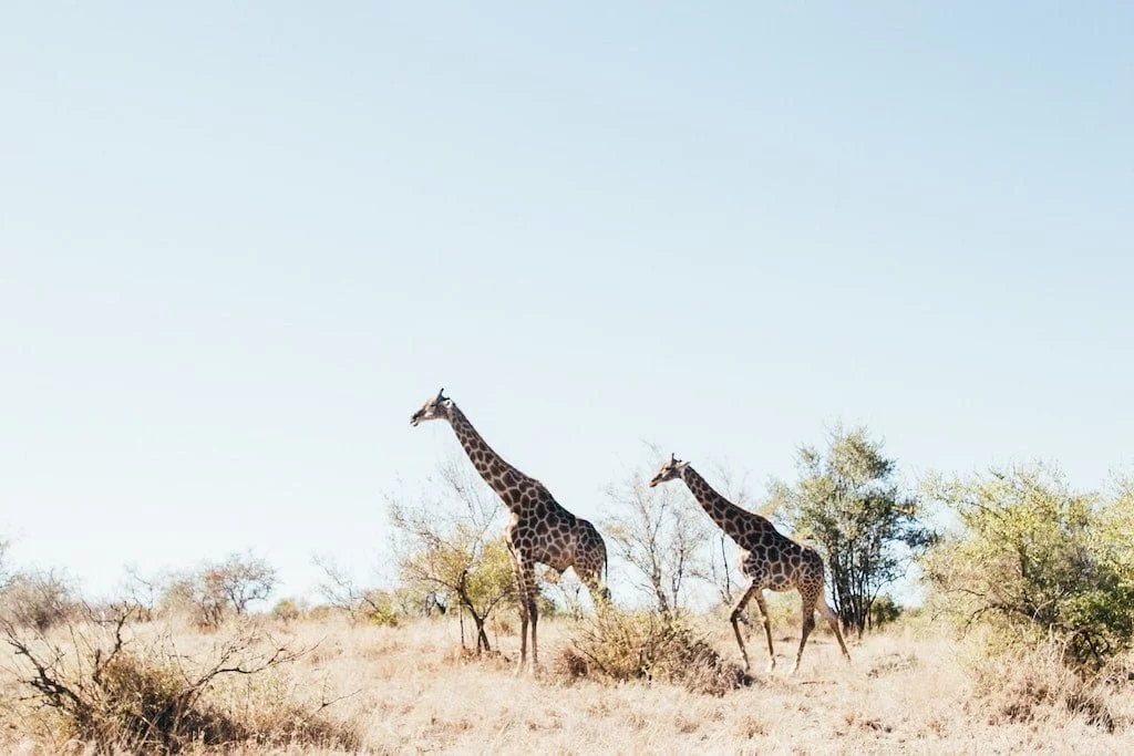 Giraffen in het Kruger National Park van Zuid-Afrika