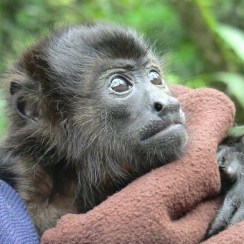Help als vrijwilliger de wilde dieren in Costa Rica