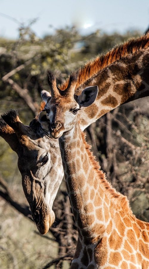 Leer wilde dieren fotograferen in het Kruger National Park van Zuid-Afrika