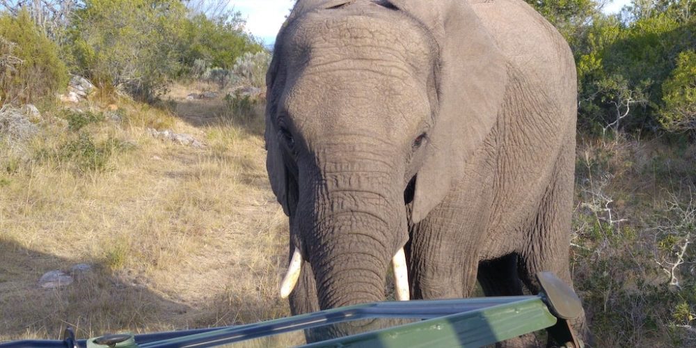 Olifanten monitoren in het natuurreservaat van Zuid-Afrika