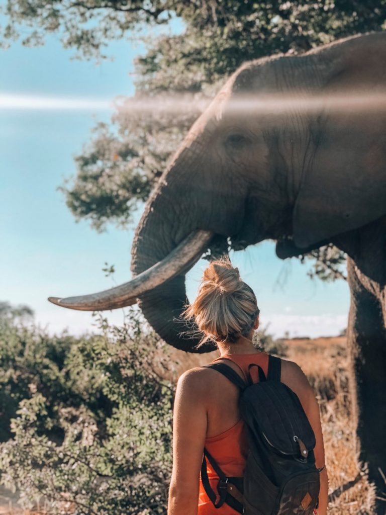 Ontmoet de olifanten in Afrika van dichtbij Ontmoet de olifanten in Afrika van dichtbij - Oak Travel verre buitenland reizen