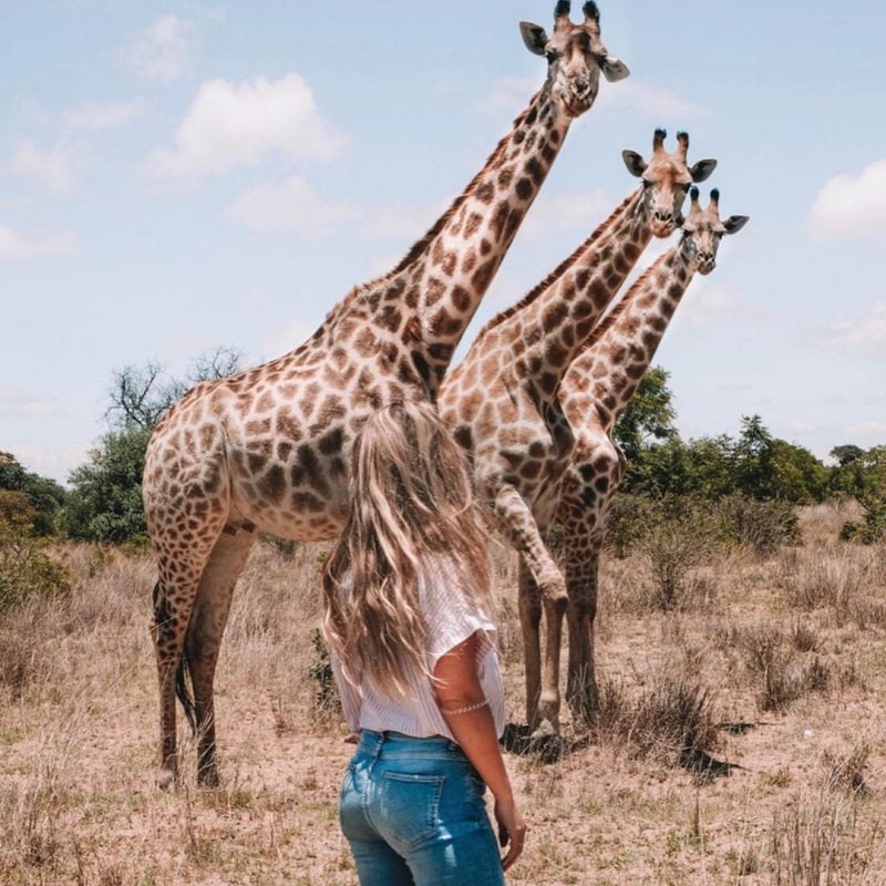 Ook giraffen op het vrijwilligerswerk project in Afrika