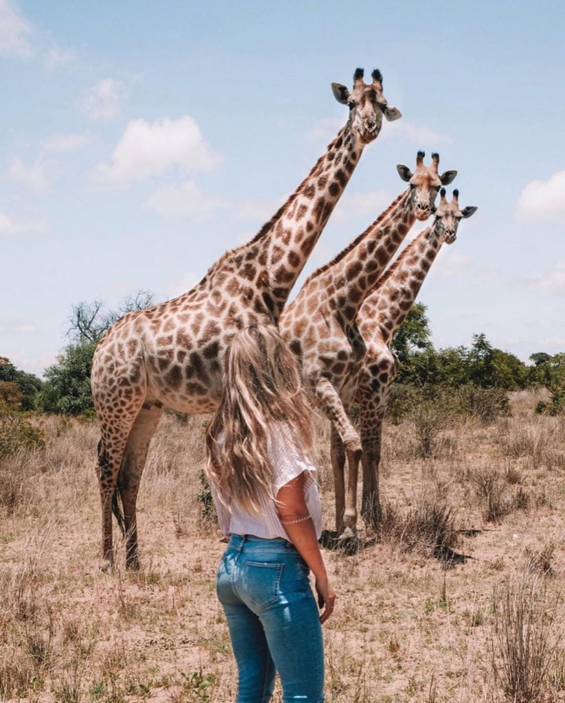 Ook giraffen op het vrijwilligerswerk project in Afrika Ook giraffen op het vrijwilligerswerk project in Afrika