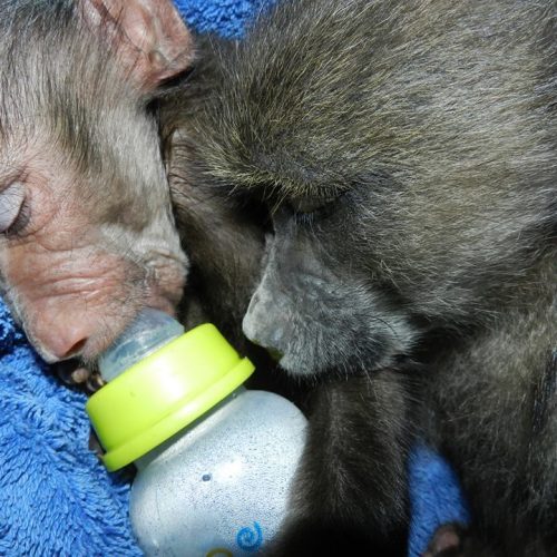 Baby aapjes verzorgen in Namibie