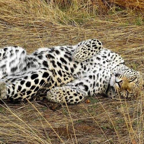 Help de cheeta in Namibie