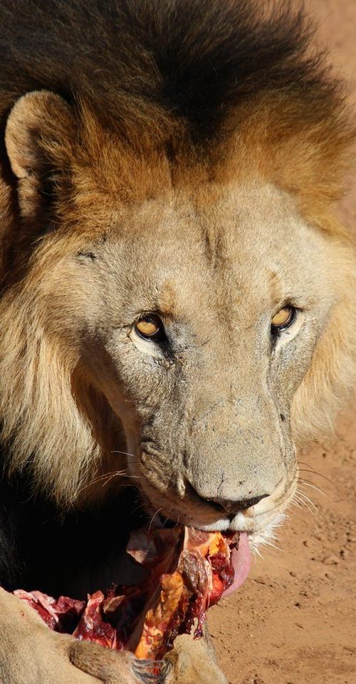 Voeren van leeuwen in het opvangcentrum in Namibie