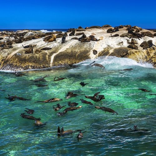Hout Bay Seals