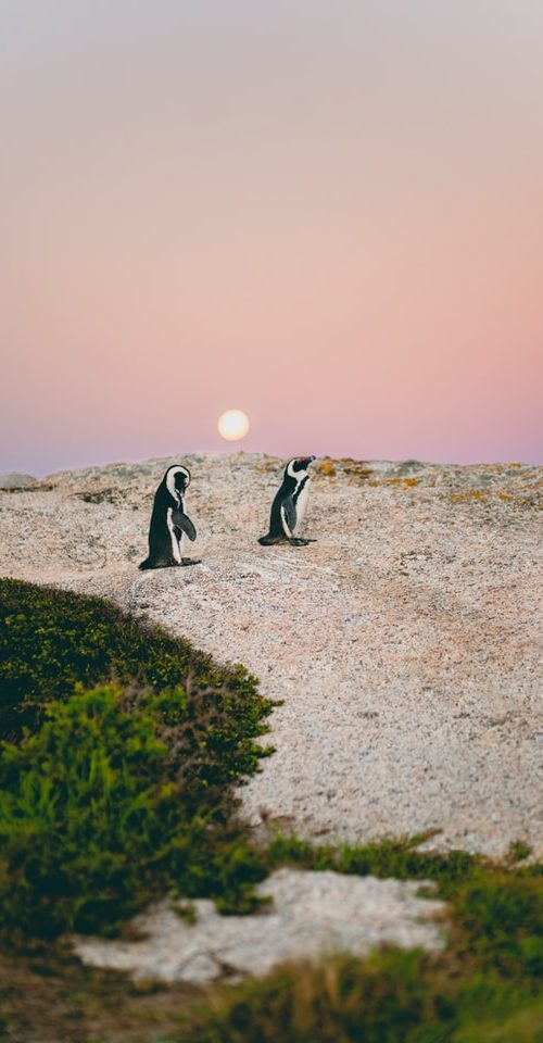 Pinguins spotten met de Zuid-Afrika Adventure jongeren groepsreis