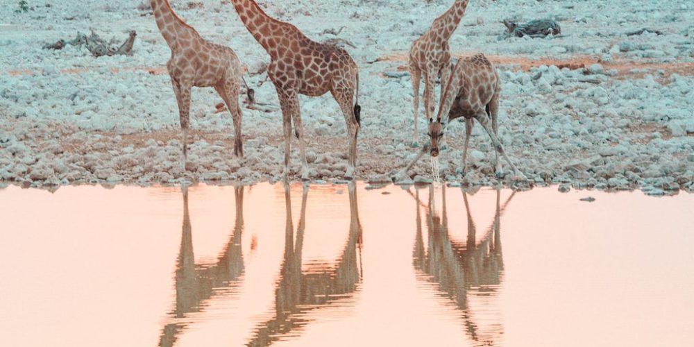 Giraffen in Namibie Zuidwest-Afrika Explorer jongeren groepsreis