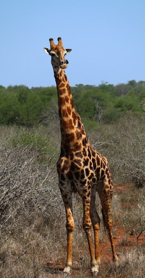 Kruger National Park giraffen van dichtbij