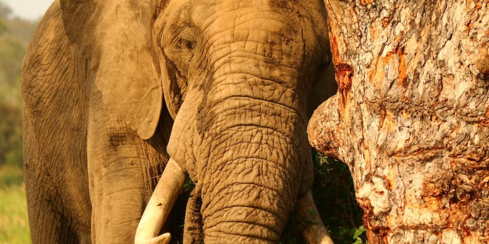 Kruger National Park olifanten van dichtbij