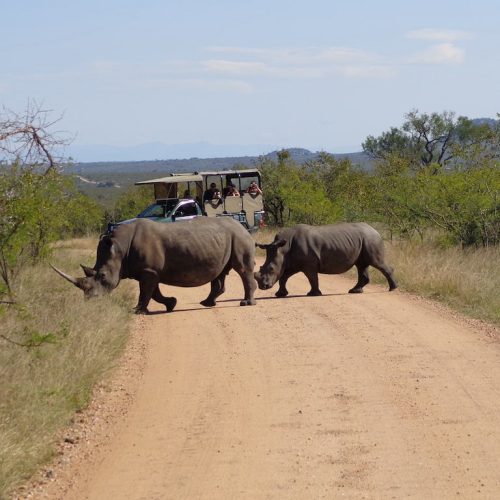 Kruger safari tijdens Zuid-Afrika Ultimate jongerenreis