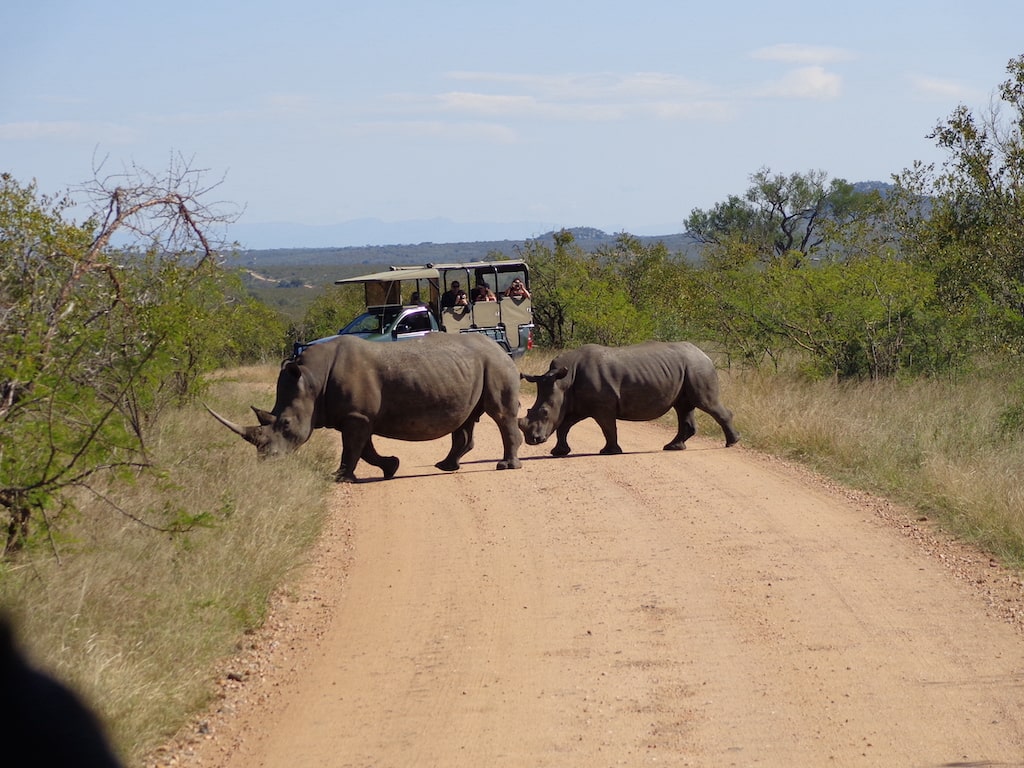Kruger safari tijdens Zuid-Afrika Ultimate jongerenreis