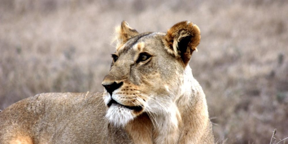 Leeuwen in het wild tijdens de Zuidwest-Afrika Explorer jongeren groepsreis