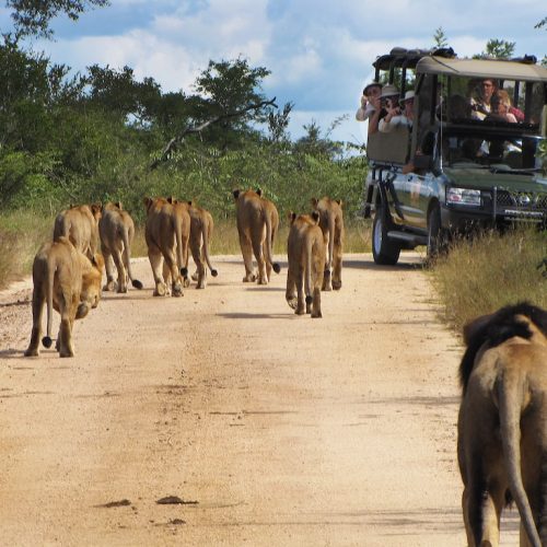 Leeuwen spotten tijdens de safari in Zuid-Afrika