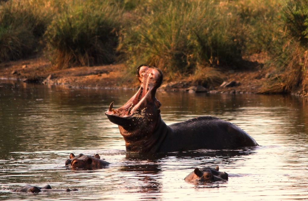 Nijlpaard in het Kruger park