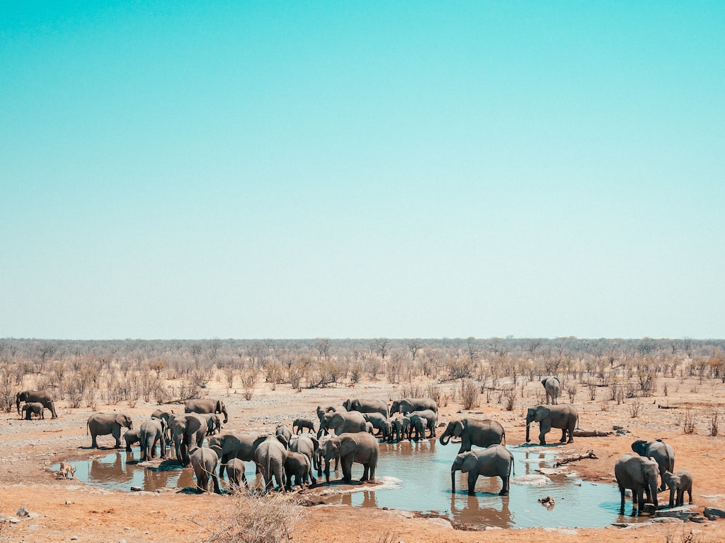 Olifanten van dichtbij spotten tijdens de Zuidwest-Afrika Safari jongeren groepsreis