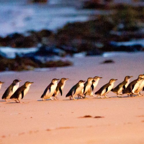 Phillip Island Pinguin parade