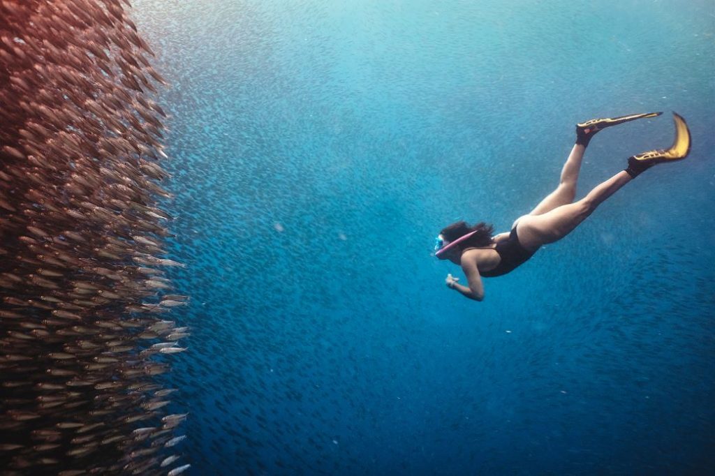 Moalboal Sardine Run Filipijnen Wanderer Moalboal Sardine Run Filipijnen Wanderer