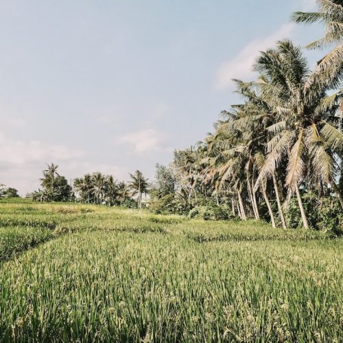 Ubud ricefields