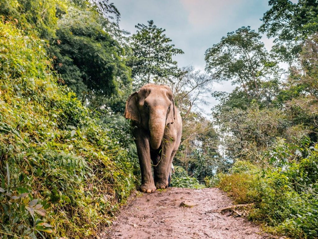Chiang Mai Elephant Sanctuary Chiang Mai Elephant Sanctuary