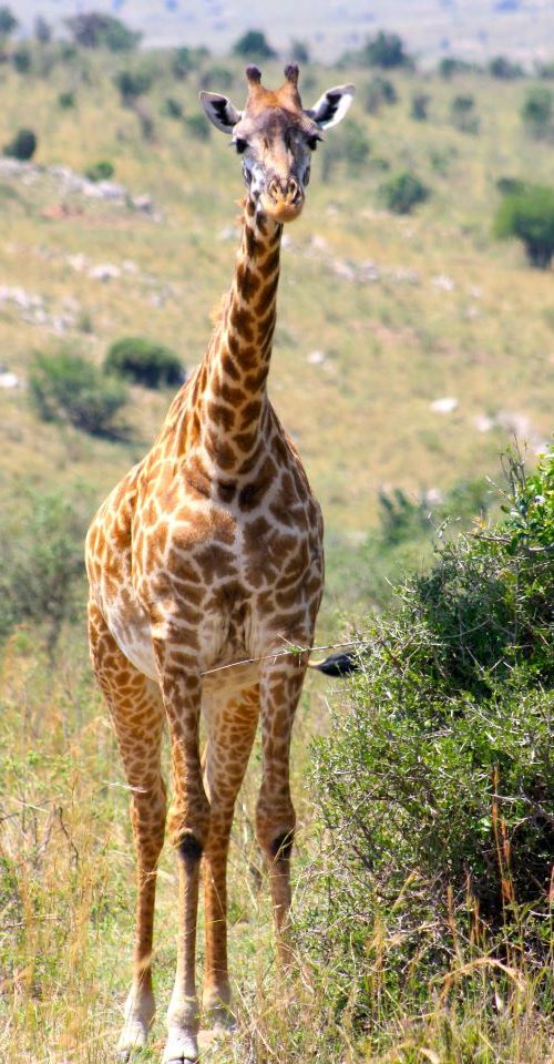 Giraffe Kenia & Tanzania Safari