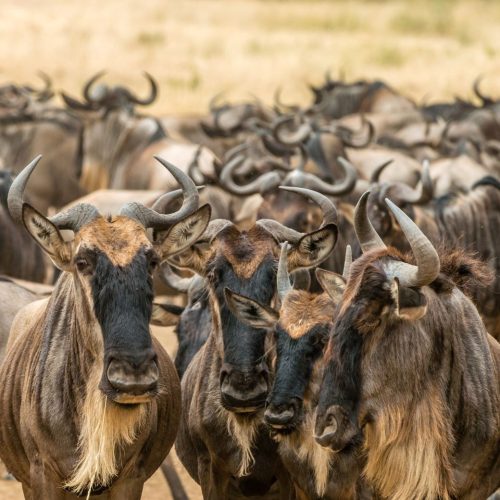 Wildebeest tijdens de groepsreis door Kenia en Tanzania