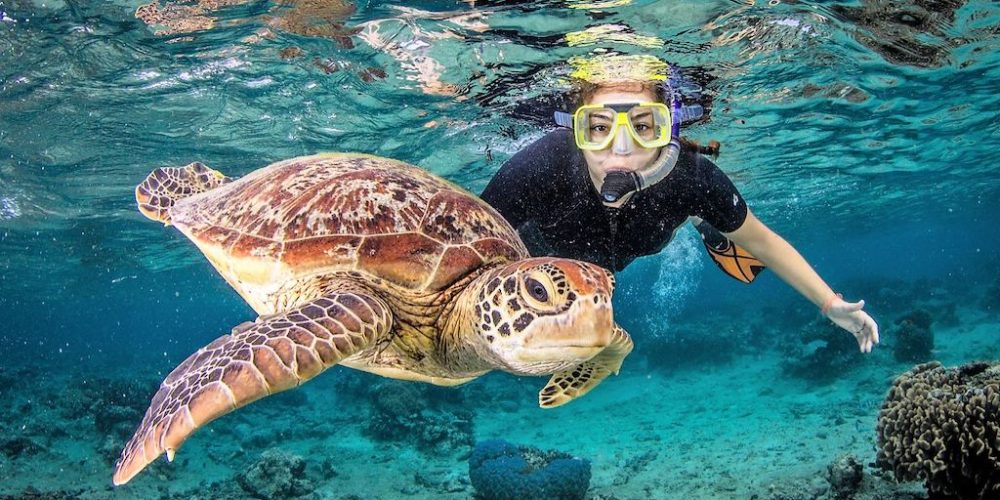 Schildpadden tijdens snorkelen in Australie