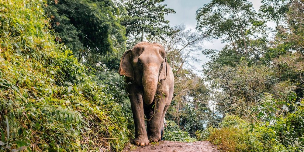 Chiang Mai olifantenopvang bezoeken tijdens Thailand Dutchies nederlandse groepsreis