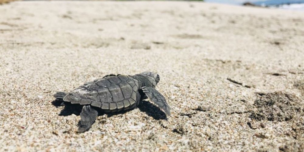 Baby schildpad op het strand