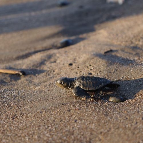 Schildpadjes op het strand - vrijwilligerswerk