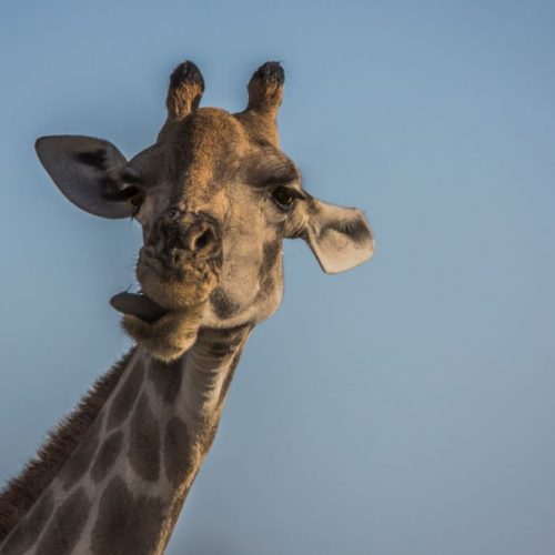 Etende giraf tijdens safari in Afrika