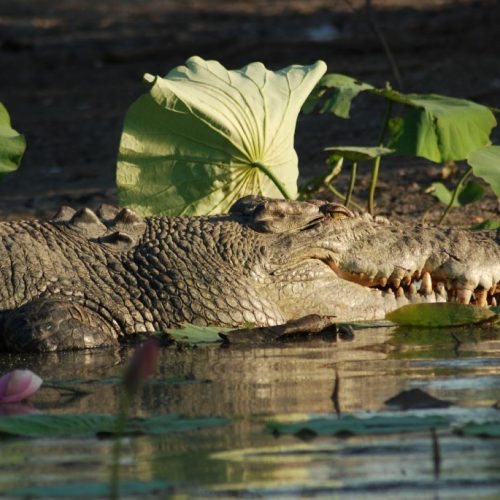 Krokodil in Noorden van Australie