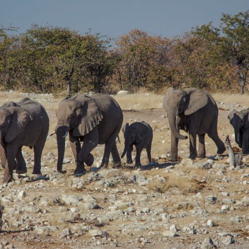 Olifanten familie in Etosha National Park