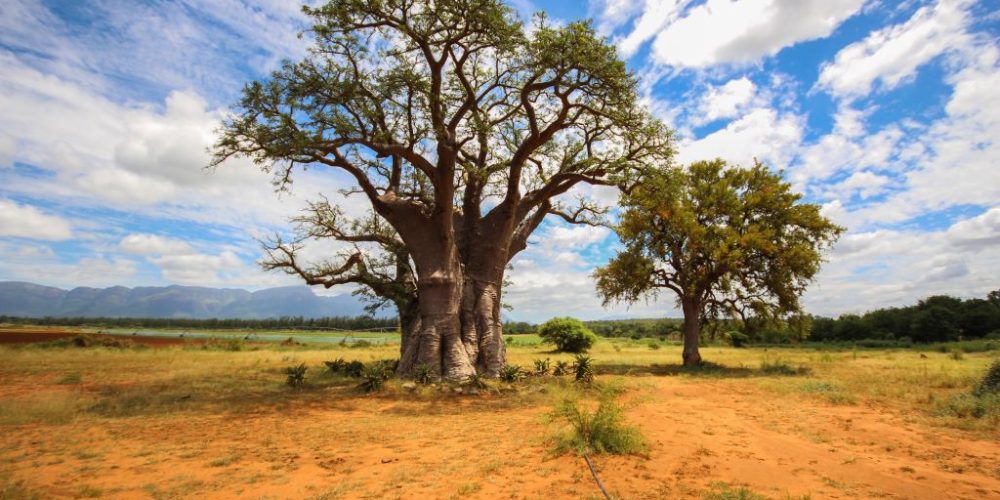Zuid-Afrika Kruger National Park Baobab Tree