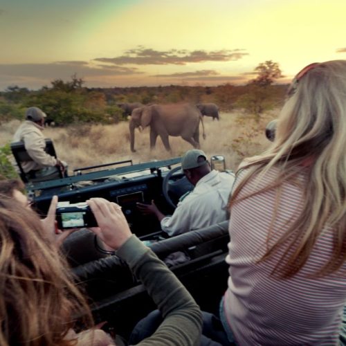 Zuid-Afrika Kruger National Park Reizigers nemen olifanten op de foto
